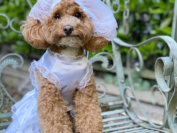Illustrative example of dog wedding dress