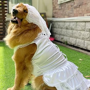 Illustrative example of dog wedding dress