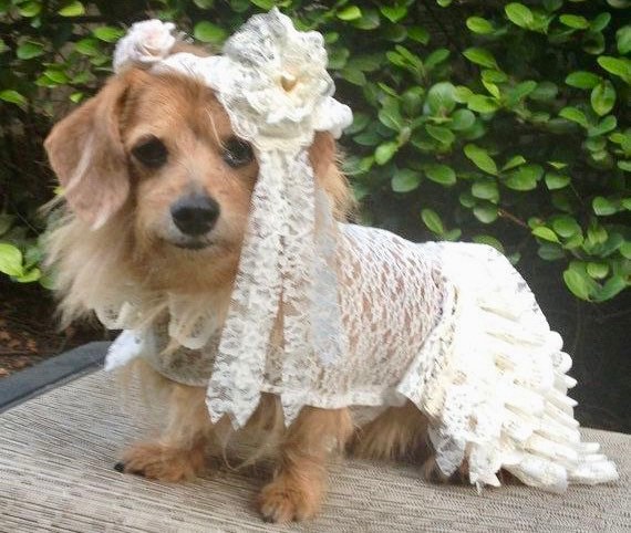 Illustrative example of dog wedding dress